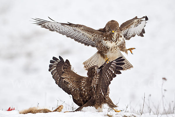 Mäusebussard (Buteo buteo)