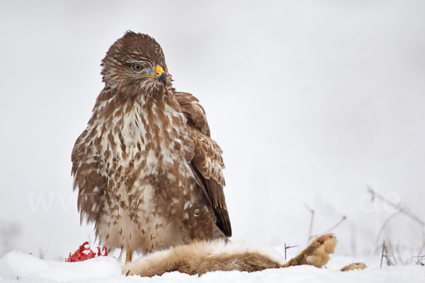 Mäusebussard (Buteo buteo)