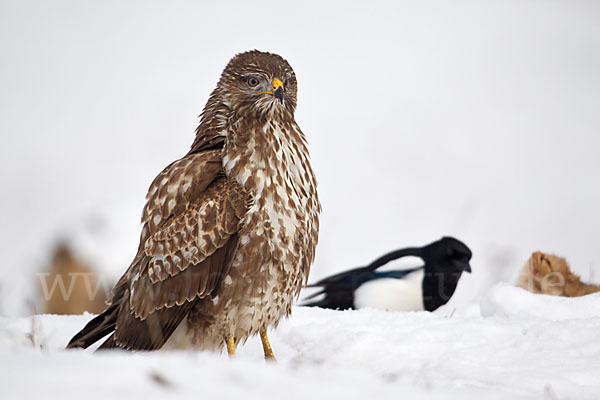 Mäusebussard (Buteo buteo)