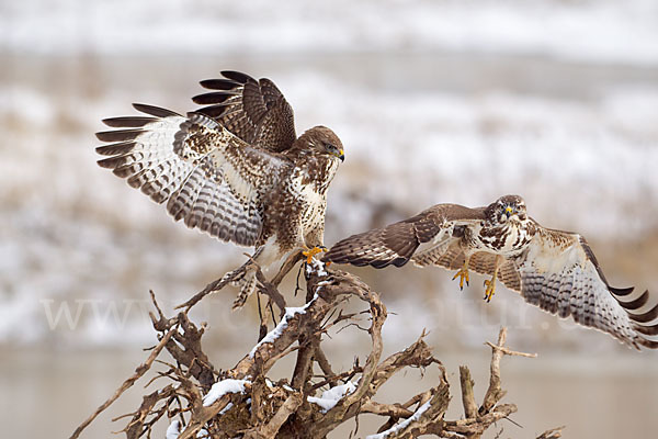 Mäusebussard (Buteo buteo)