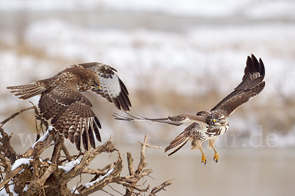 Mäusebussard (Buteo buteo)