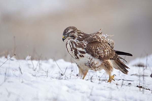 Mäusebussard (Buteo buteo)