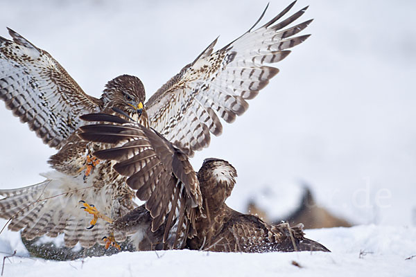 Mäusebussard (Buteo buteo)