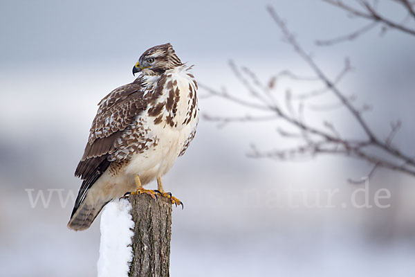 Mäusebussard (Buteo buteo)