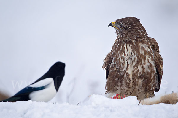 Mäusebussard (Buteo buteo)