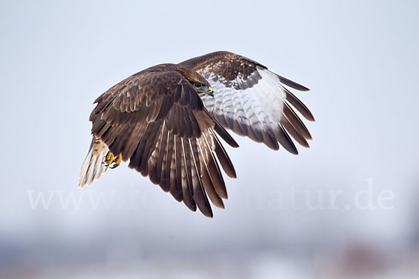 Mäusebussard (Buteo buteo)