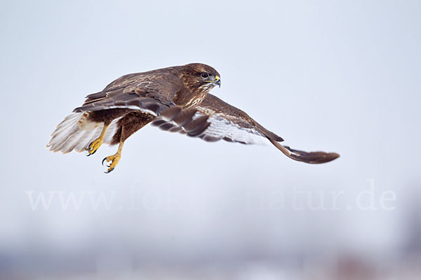 Mäusebussard (Buteo buteo)