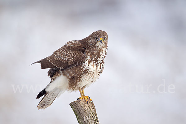 Mäusebussard (Buteo buteo)