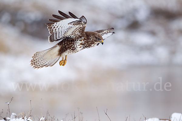 Mäusebussard (Buteo buteo)