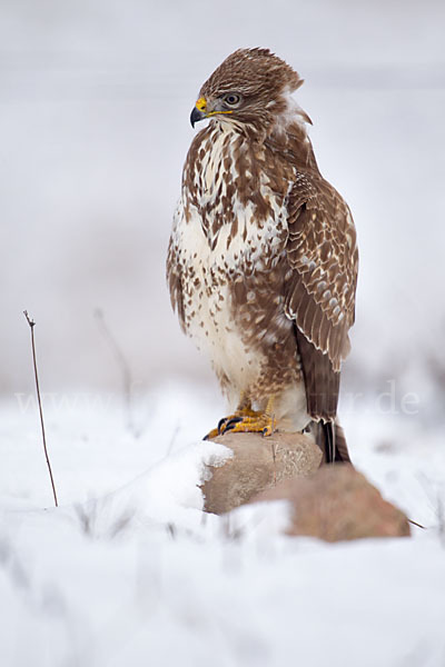 Mäusebussard (Buteo buteo)