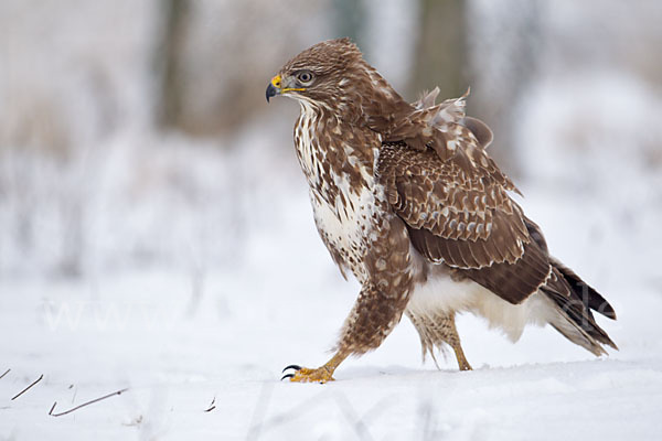 Mäusebussard (Buteo buteo)