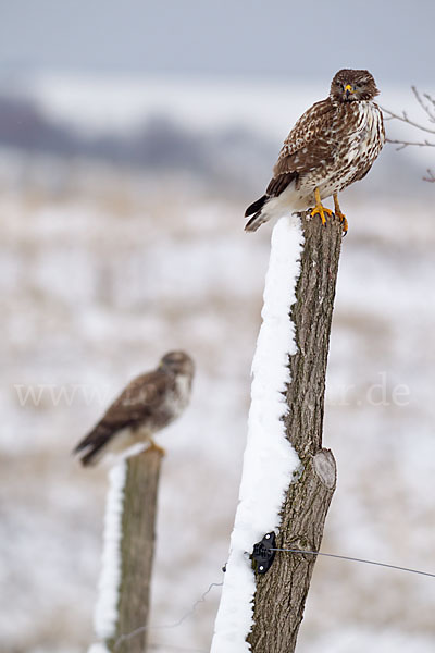 Mäusebussard (Buteo buteo)