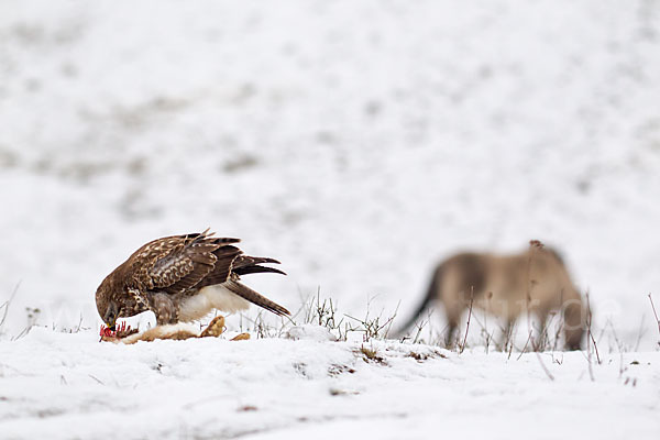 Mäusebussard (Buteo buteo)