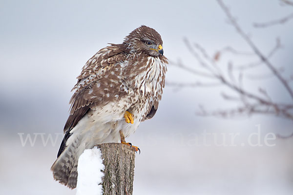 Mäusebussard (Buteo buteo)