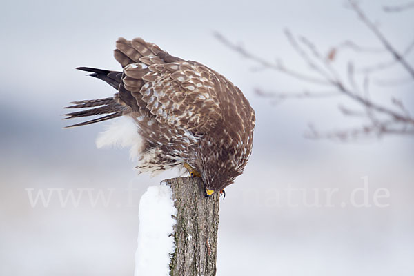 Mäusebussard (Buteo buteo)