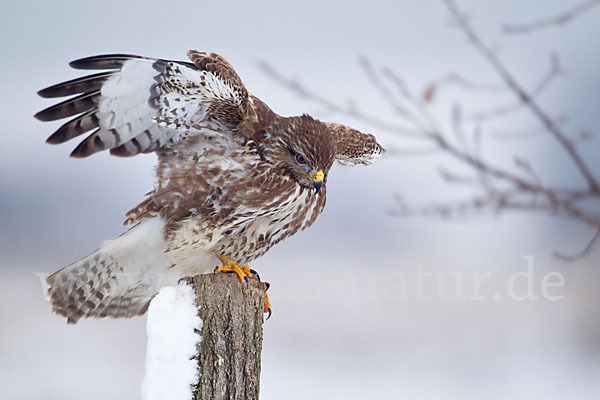 Mäusebussard (Buteo buteo)