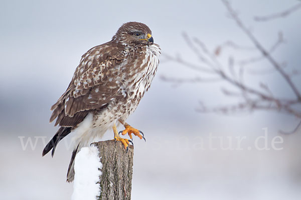 Mäusebussard (Buteo buteo)