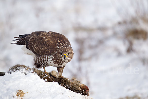 Mäusebussard (Buteo buteo)