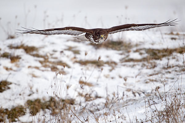 Mäusebussard (Buteo buteo)