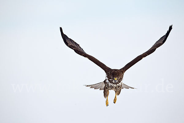 Mäusebussard (Buteo buteo)