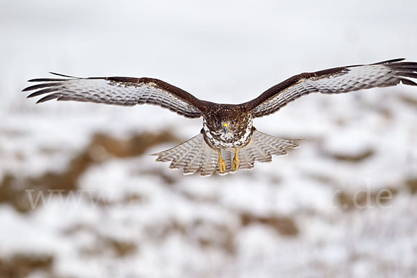 Mäusebussard (Buteo buteo)