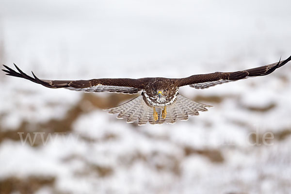 Mäusebussard (Buteo buteo)