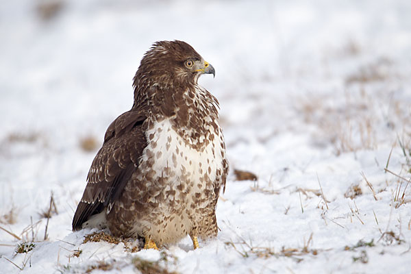 Mäusebussard (Buteo buteo)