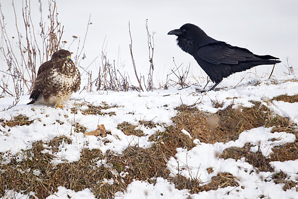 Mäusebussard (Buteo buteo)