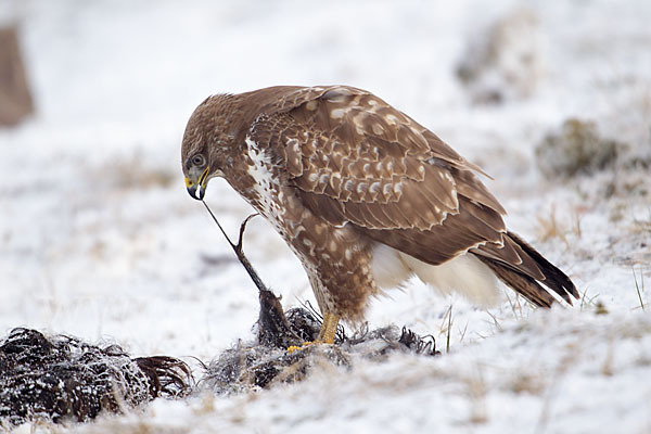 Mäusebussard (Buteo buteo)