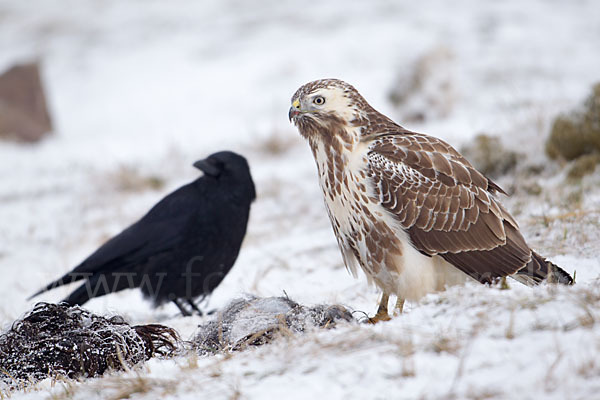 Mäusebussard (Buteo buteo)