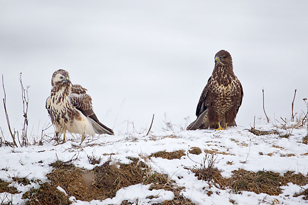 Mäusebussard (Buteo buteo)