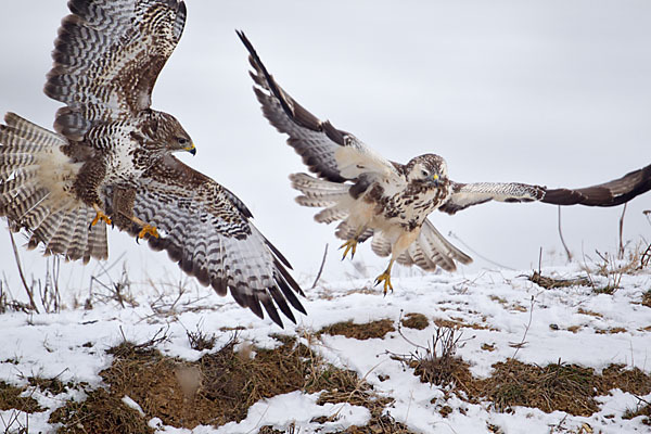 Mäusebussard (Buteo buteo)