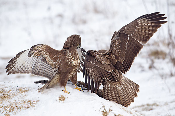 Mäusebussard (Buteo buteo)