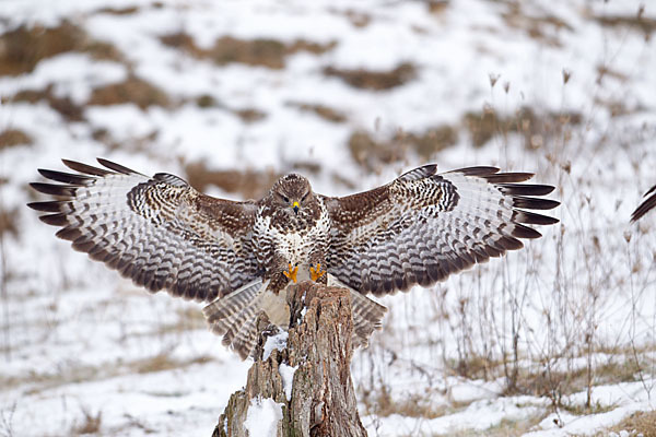 Mäusebussard (Buteo buteo)