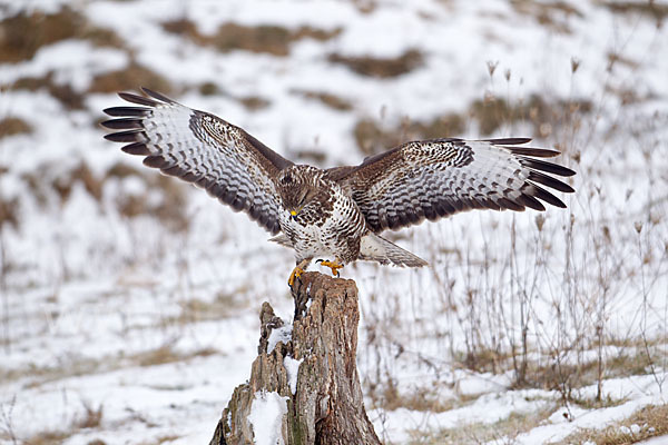 Mäusebussard (Buteo buteo)