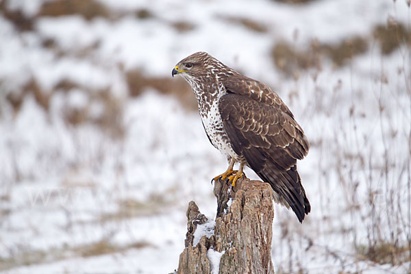 Mäusebussard (Buteo buteo)