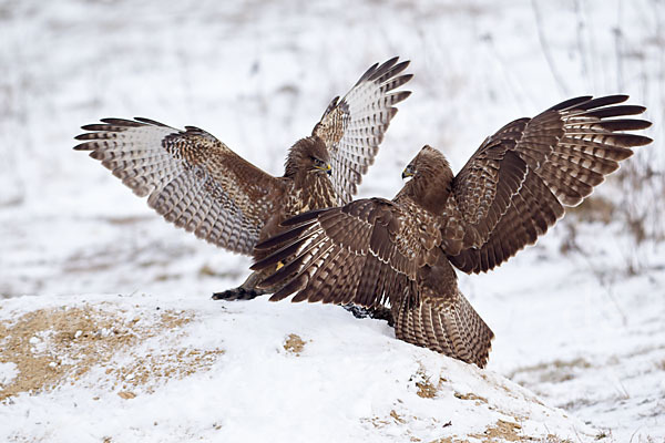 Mäusebussard (Buteo buteo)