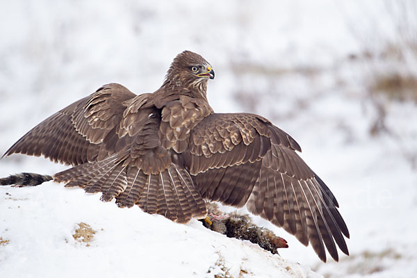 Mäusebussard (Buteo buteo)