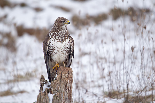 Mäusebussard (Buteo buteo)