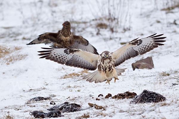 Mäusebussard (Buteo buteo)