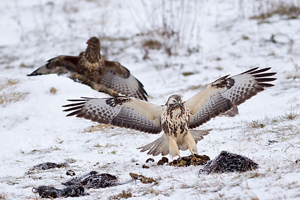 Mäusebussard (Buteo buteo)