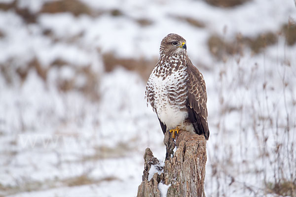 Mäusebussard (Buteo buteo)