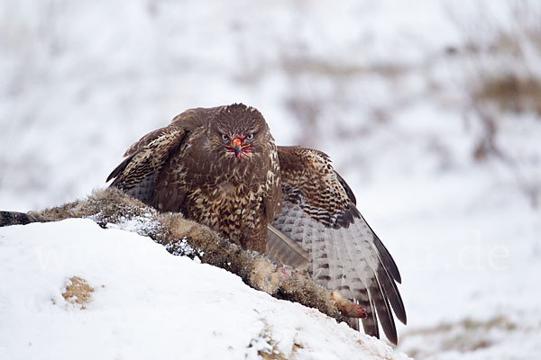 Mäusebussard (Buteo buteo)