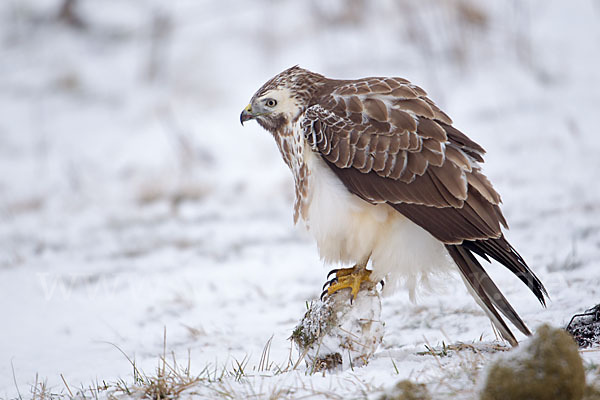 Mäusebussard (Buteo buteo)