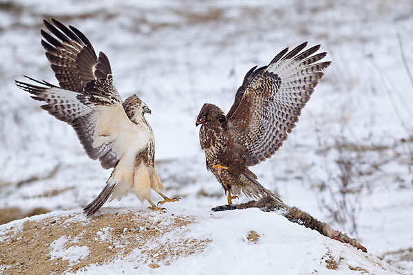 Mäusebussard (Buteo buteo)