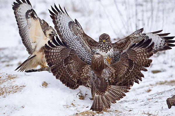 Mäusebussard (Buteo buteo)