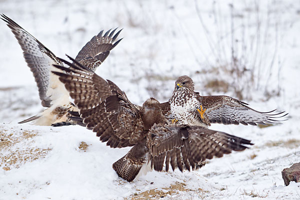 Mäusebussard (Buteo buteo)