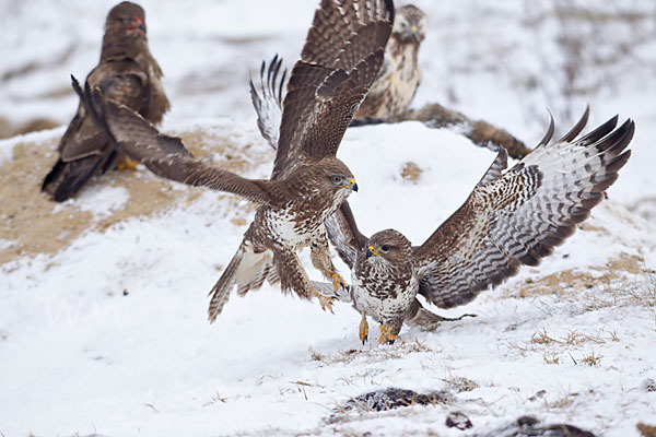 Mäusebussard (Buteo buteo)