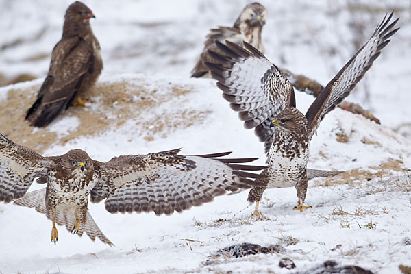 Mäusebussard (Buteo buteo)