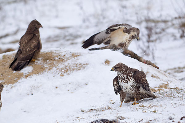 Mäusebussard (Buteo buteo)